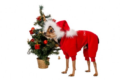 Aksesuāri suņiem. Suņu panama