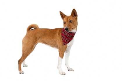 Aksesuārs suņiem. Bandana,apkakle