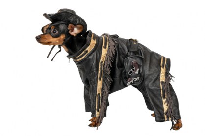 Ekskluzīvas drēbes suņiem. Karnevāla kostīms 