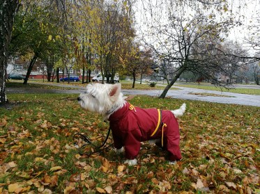 Aramis  suņu apģērbs -  lietusmētelis,kombinezons,L