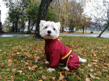 IMG_20171102_1158024