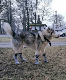 Suņu zābaciņi (iepakojumā 4 gabali)