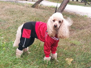 Suņu sporta kostīms no Goretex auduma