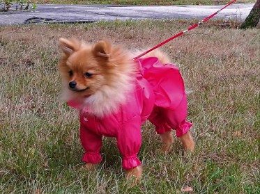 Oriģināls suņu mētelis ar svārkiem lietainam laikam, S