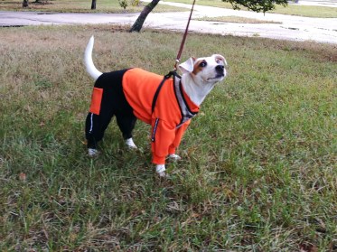 Suņu ūdensnecaurlaidīgs kombinezons