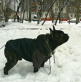 Aramis suņu apģērbs ziemas jaciņa ar kapuci,XL