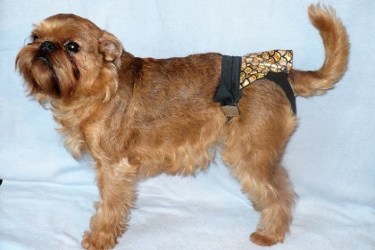 Aksesuāri suņiem. Aizsargbiksītes ar svārciņiem