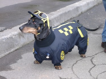 Ekskluzīvas  drēbes suņiem. Lietusmētelis taksim, XL